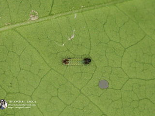 Spindasis syama peguanus