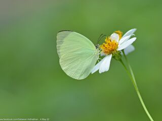 Gandaca harina distanti