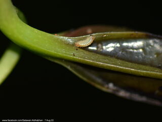 Yasoda pita dohertyi