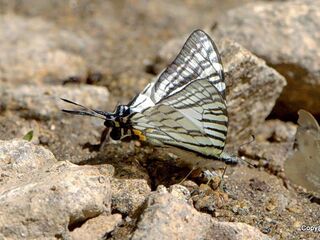 Graphium eurous inthanon