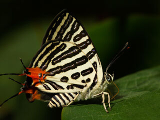 Spindasis syama peguanus