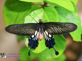 Losaria doubledayi doubledayi