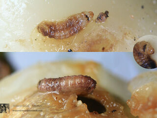 Deudorix epijarbas epijarbas