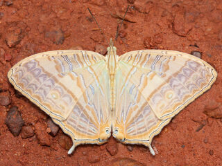 Cyrestis cocles cocles