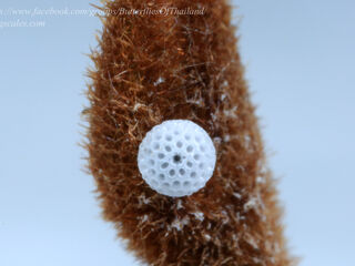 Drupadia rufotaenia archbaldi