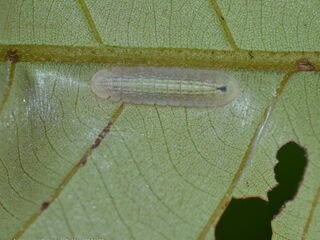 Arhopala muta maranda