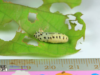 Abaratha angulata angulata