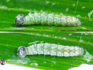 Gangara thyrsis thyrsis