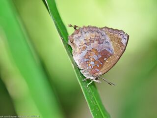 Mahathala ariadeva ariadeva