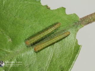 Hebomoia glaucippe glaucippe