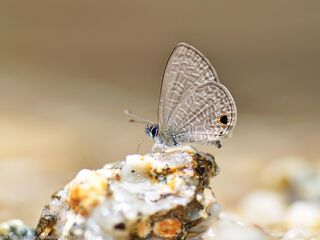 Lycaenidae (วงศ์ผีเสื้อสีน้ำเงิน)