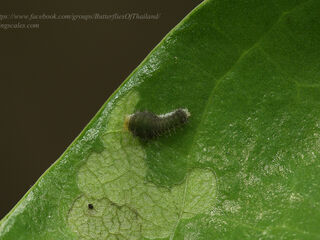 Lamproptera curius curius