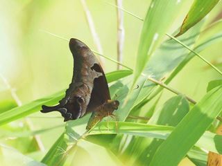 Meandrusa lachinus aribbas