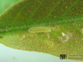 Arhopala alitaeus mirabella