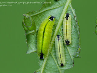 Flos apidanus ahamus