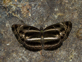 Neptis harita preeyai