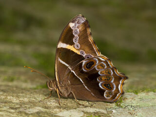 Lethe europa niladana