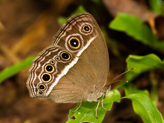 Nymphalidae (วงศ์ผีเสื้อขาหน้าพู่)