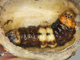 Virachola perse perse