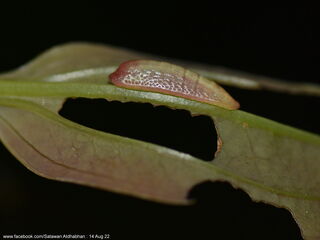 Yasoda pita dohertyi