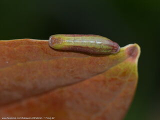 Yasoda pita dohertyi