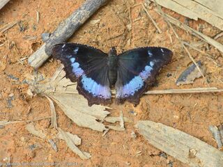 Nymphalis canace perakana