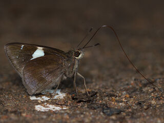 Ancistroides feisthamelii alysos