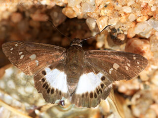 Seseria affinis kirmana