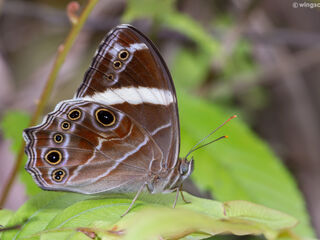 Lethe confusa confusa