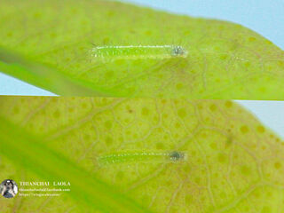 Eurema hecabe hecabe