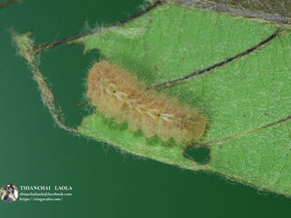 Callenya melaena melaena