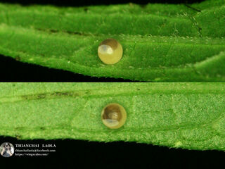 Celaenorrhinus leucocera