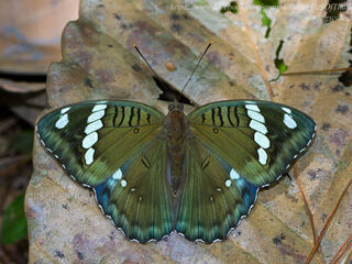 Euthalia narayana narayana