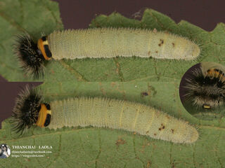 Abaratha agama agama