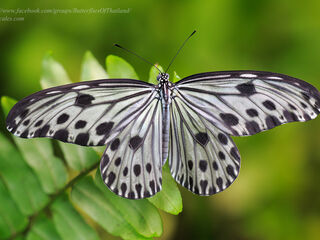Ideopsis gaura perakana