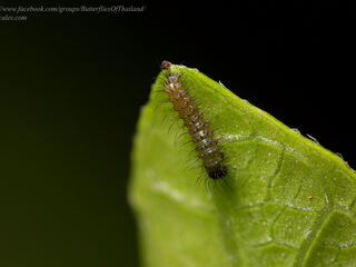 Junonia hierta hierta