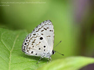 Acytolepis puspa lambi