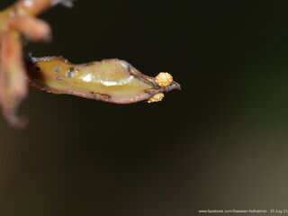 Dacalana burmana burmana