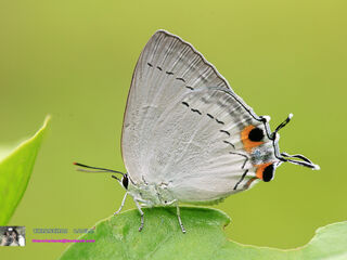 Tajuria cippus cippus