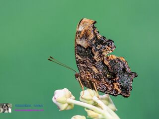 Nymphalis canace canace