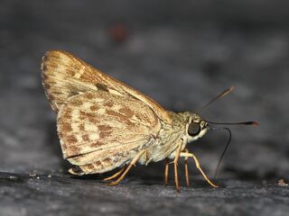Onryza meiktila