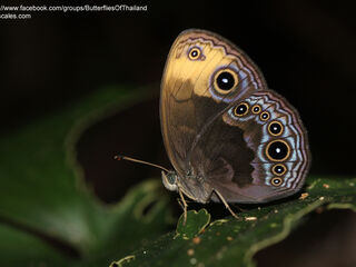 Mycalesis maianeas maianeas