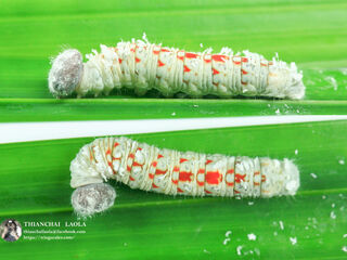 Gangara thyrsis thyrsis