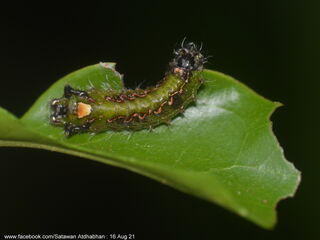 Semanga superba deliciosa