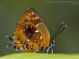 Iraota distanti distanti