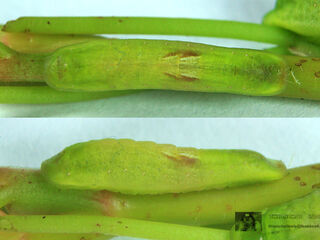 Loxura atymnus fuconius