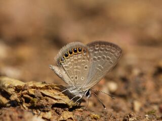 Freyeria putli putli