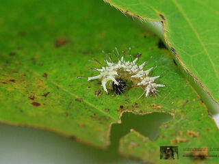 Euthalia evelina annamita