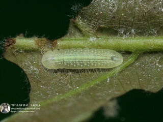 Arhopala arvina aboe