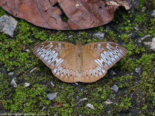 Tanaecia pelea pelea